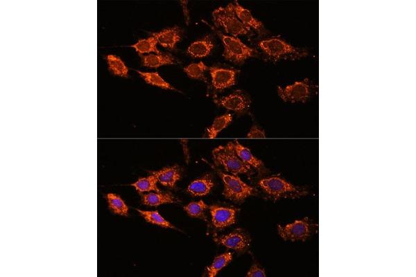 PASK antibody  (AA 1194-1323)