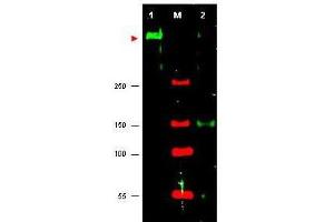 Western blot using  anti-ATR antibody shows detection of ATR in HeLa cell nuclear extract (lane 1).