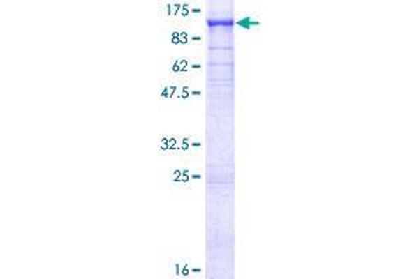 TBK1 Protein (AA 1-729) (GST tag)