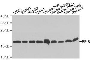 Western blot analysis of extracts of various cell lines, using PPIB antibody (ABIN5975624) at 1/1000 dilution. (PPIB antibody)