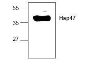Image no. 1 for anti-Serpin Family H Member 1 (SERPINH1) antibody (ABIN127161)