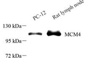 MCM4 antibody