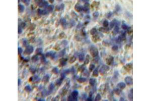 IHC-P analysis of Spleen tissue, with DAB staining. (HPSE antibody  (AA 34-115))