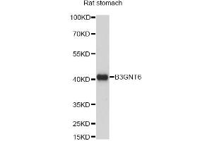 Western blot analysis of extracts of rat stomach, using B3GNT6 antibody (ABIN6292803) at 1:1000 dilution.