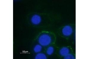 Immunocytochemistry (ICC) image for anti-Adrenergic, alpha-1B-, Receptor (ADRA1B) (AA 21-35), (Extracellular) antibody (Atto 488) (ABIN7042898)