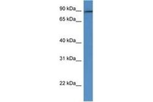 Image no. 1 for anti-G Protein-Coupled Receptor Kinase Interactor 2 (GIT2) (AA 486-535) antibody (ABIN6747404) (GIT2 antibody  (AA 486-535))