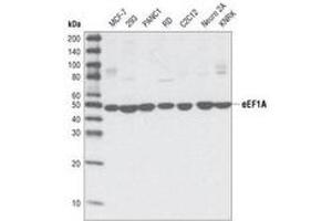 Image no. 2 for anti-Eukaryotic Translation Elongation Factor 1 alpha 1 (EEF1A1) antibody (ABIN329131)
