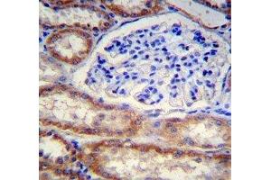 FOXO3 antibody immunohistochemistry analysis in formalin fixed and paraffin embedded human kidney tissue. (FOXO3 antibody  (AA 224-253))
