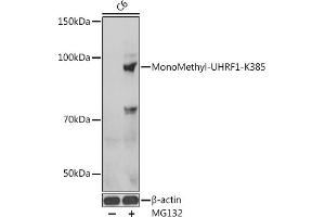 Western Blotting (WB) image for anti-Ubiquitin-Like, Containing PHD and RING Finger Domains, 1 (UHRF1) (meLys385) antibody (ABIN7271189)