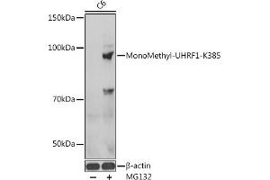 Western blot analysis of extracts of C6 cells, using MonoMethyl-UHRF1-K385 antibody  at 1:1000 dilution. (UHRF1 antibody  (meLys385))