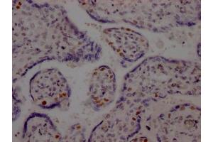 IHC image of ABIN7127456 diluted at 1:100 and staining in paraffin-embedded human placenta tissue performed on a Leica BondTM system. (Recombinant LIG1 antibody)