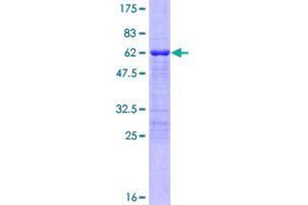 TBX20 Protein (AA 1-297) (GST tag)