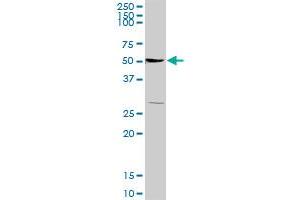 TSC22D1 MaxPab rabbit polyclonal antibody. (TSC22D1 antibody  (AA 1-144))