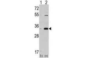 Image no. 1 for anti-Cyclin-Dependent Kinase 1 (CDK1) (C-Term) antibody (ABIN357036) (CDK1 antibody  (C-Term))
