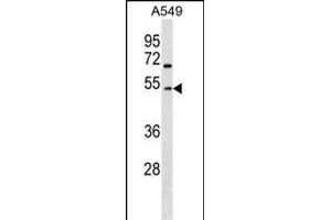 GCNT2 Antibody (Center) (ABIN1538088 and ABIN2849936) western blot analysis in A549 cell line lysates (35 μg/lane). (GCNT2 antibody  (AA 213-240))