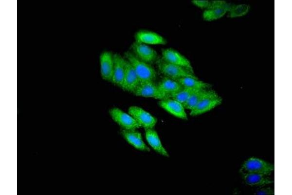TFDP3 antibody  (AA 61-196)