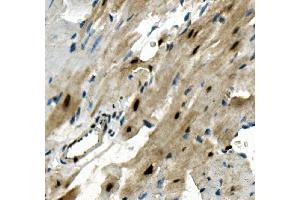 IHC analysis of RBPMS using anti-RBPMS antibody (ABIN7602120). (RBPMS antibody  (AA 6-196))