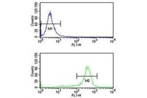 RPS6KB2 antibody flow cytometry analysis of K562 cells (bottom histogram) compared to a negative control (top histogram). (RPS6KB2 antibody)