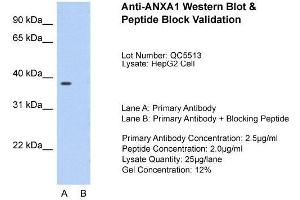Host:  Rabbit  Target Name:  ANXA1  Sample Type:  HepG2  Lane A:  Primary Antibody  Lane B:  Primary Antibody + Blocking Peptide  Primary Antibody Concentration:  2.