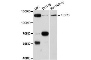 Western blot analysis of extracts of various cell lines, using KIFC3 antibody (ABIN5996275) at 1/1000 dilution. (KIFC3 antibody)