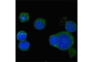 Confocal immunofluorescence analysis of PC-12 cells using WNT5A mouse mAb (green), showing cytoplasmic localization. (WNT5A antibody)
