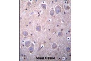 RGDS1 Antibody (Center) 1945c immunohistochemistry analysis in formalin fixed and paraffin embedded human brain tissue followed by peroxidase conjugation of the secondary antibody and DAB staining. (RAP1GDS1 antibody  (AA 217-244))