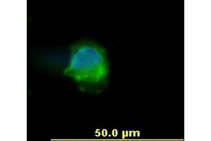 Immunocytochemistry staining of human peripheral blood mononuclear cell using anti-human CD45 (, green). (CD45 antibody  (Biotin))