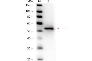 Western Blot of Goat anti-Glycerol Kinase (Cellulomonas species) Antibody Peroxidase Conjugated. (Glycerol Kinase antibody  (HRP))