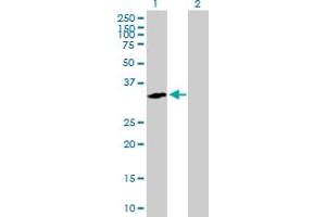Western Blot analysis of RGN expression in transfected 293T cell line by RGN MaxPab polyclonal antibody. (Regucalcin antibody  (AA 1-299))