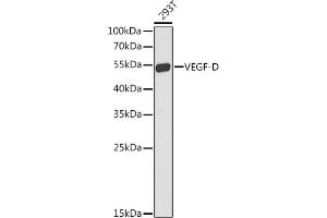 Western blot analysis of extracts of 293T cells, using VEGFD antibody  at 1:1000 dilution.