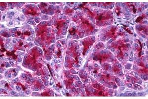 Anti-Aldolase antibody IHC staining of human pancreas.