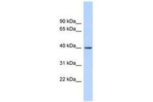 Image no. 1 for anti-RAD51-Interacting Protein (RAD51AP1) (AA 143-192) antibody (ABIN6744692) (RAD51AP1 antibody  (AA 143-192))