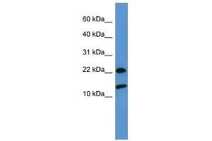 RPS27A antibody used at 0. (RPS27A antibody  (Middle Region))