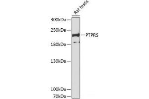 Western blot analysis of extracts of Rat testis using PTPRS Polyclonal Antibody at dilution of 1:3000. (PTPRS antibody)