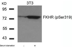 Western blot analysis of extracts from 3T3 cells untreated or treated with serum starvation using FKHR(Phospho-Ser319) Antibody.
