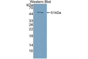 Western Blotting (WB) image for anti-Tumor Necrosis Factor (Ligand) Superfamily, Member 11 (TNFSF11) (AA 92-263) antibody (ABIN1863086) (RANKL antibody  (AA 92-263))