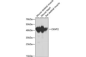 Western blot analysis of extracts of various cell lines, using CKMT2 antibody  at 1:1000 dilution. (CKMT2 antibody  (AA 40-230))