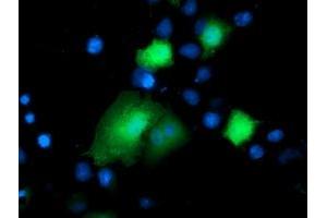 Anti-DTYMK mouse monoclonal antibody (ABIN2454995) immunofluorescent staining of COS7 cells transiently transfected by pCMV6-ENTRY DTYMK (RC201228). (DTYMK antibody)