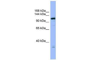 FAM29A antibody used at 1 ug/ml to detect target protein.