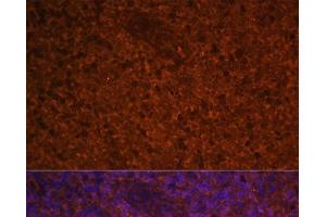 Immunofluorescence analysis of Human spleen using CCL19 Polyclonal Antibody at dilution of 1:100 (40x lens). (CCL19 antibody)