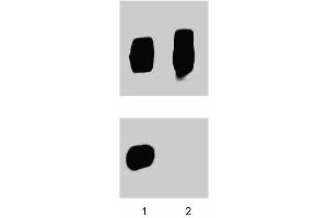 Jurkat cells were treated with 1 mM pervanadate for 15 minutes at 37°C, then either left untreated (lane 1) or treated (lane 2) with 50 µg/ml of alkaline phosphatase for 30 minutes at 37°C. (ZAP-70/Syk (pTyr319) antibody)