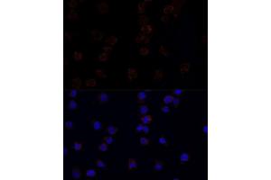 Immunofluorescence analysis of THP-1 cells using CD33 antibody. (CD33 antibody  (AA 49-259))