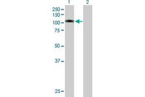 Western Blot analysis of L3MBTL3 expression in transfected 293T cell line by L3MBTL3 MaxPab polyclonal antibody. (L3MBTL3 antibody  (AA 1-755))