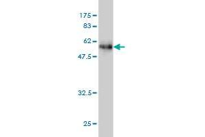 Western Blot detection against Immunogen (57. (DNASEX antibody  (AA 18-302))