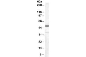 Western blot testing of human kidney lysate with Chromogranin A antibody at 0. (Chromogranin A antibody)