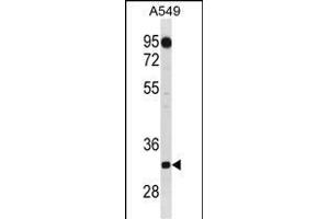 C1QTNF2 Antibody (C-term) (ABIN1881127 and ABIN2838882) western blot analysis in A549 cell line lysates (35 μg/lane). (C1QTNF2 antibody  (C-Term))