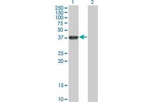 Western Blot analysis of BOLL expression in transfected 293T cell line by BOLL monoclonal antibody (M01), clone 1F3. (BOLL antibody  (AA 185-283))