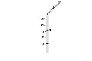 Anti-LGR5/GPR49 Antibody (N-term) at 1:1000 dilution + Mouse skeletal muscle lysate Lysates/proteins at 20 μg per lane. (LGR5 antibody  (N-Term))