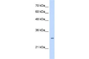 LRRC59 antibody used at 0. (LRRC59 antibody  (C-Term))