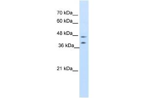 WB Suggested Anti-BLZF1 Antibody Titration:  0. (BLZF1 antibody  (C-Term))